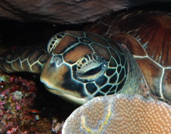 Sleepy Turtle
